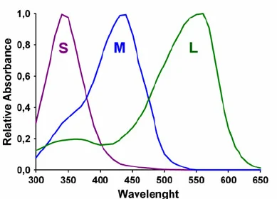 The-compound-eye-and-the-photoreceptors-in-the-bee-retina-a-The-spectral-range-of-honey.png