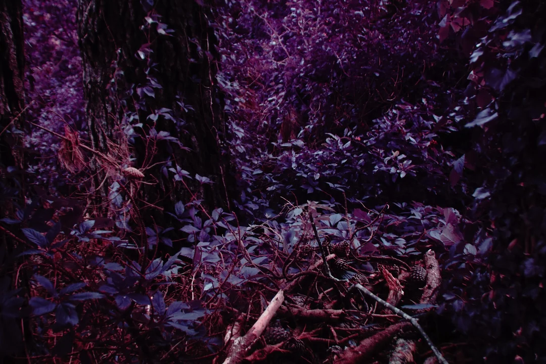 lomo-purple-emulation-sooc-no-channel-swap-v0-7dbshflg0bbf1.webp